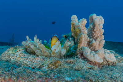 Close-up of coral in sea