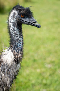 Close-up of emu bird on field