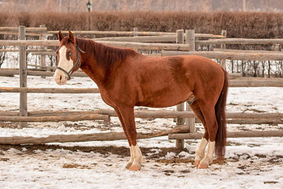 Horse standing in ranch