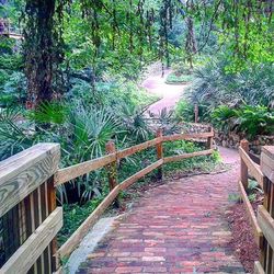 Footpath in park
