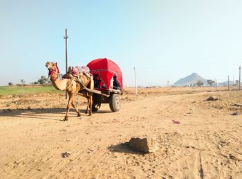 Camel ride in pushkar, rajasthan