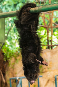 Close-up of an animal hanging on tree