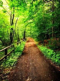 Road amidst trees in forest