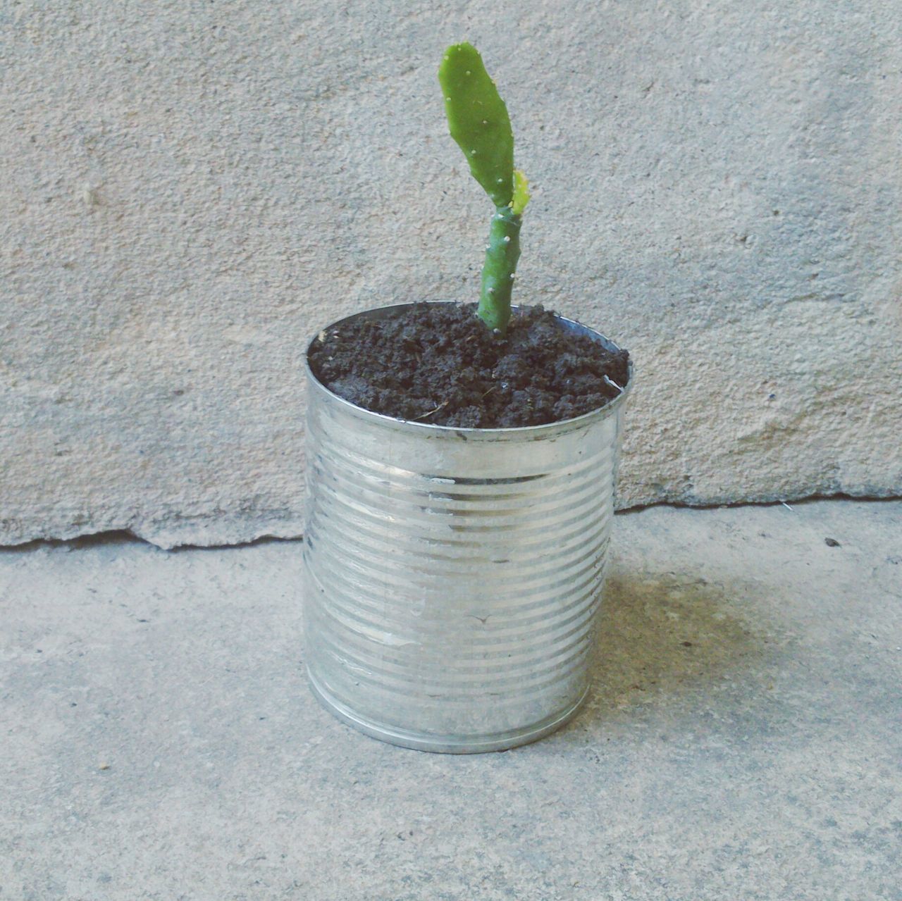 CLOSE-UP OF POTTED PLANT