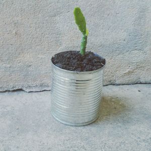 Close-up of potted plant against wall