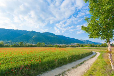 Scenic view of field against sky