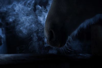 Close-up of horse