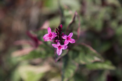 Close-up of pink flower blooming outdoors