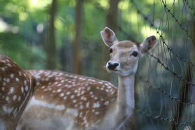 Close-up of giraffe