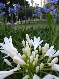 Close-up of white flowers blooming outdoors