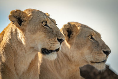 Close-up of lionesses against sky