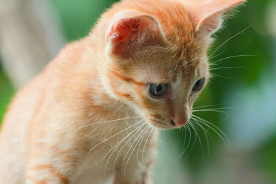Close-up of ginger cat