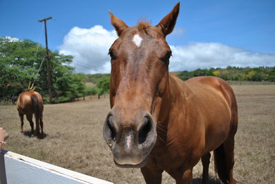 Portrait of horse standing on field against sky