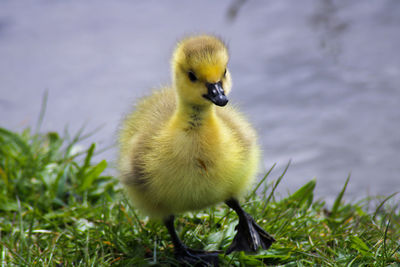 View of a bird in grass canada goose goslings 