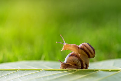 Two snails on the grass.