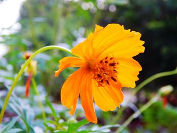 Close-up of orange day lily blooming outdoors