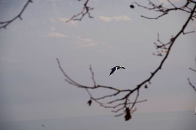 Bird perching on a tree