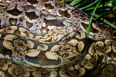 Close-up of a reptile on the ground