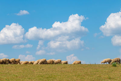 A flock of sheep on green grass with white clouds on a blue sky.