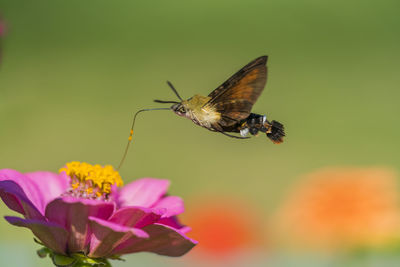 Close-up of moth pollinating on pink flower