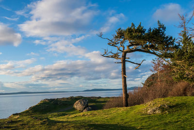 Landscape of windblown tree overlooking the pacific ocean on rosario head fidalgo island washington