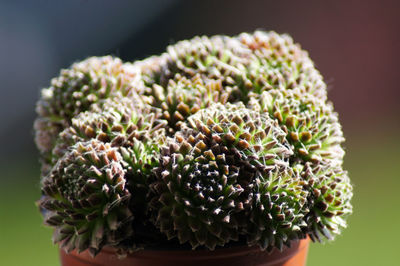 Close-up of succulent plant