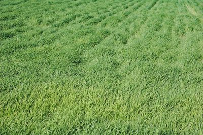 Full frame shot of agricultural field