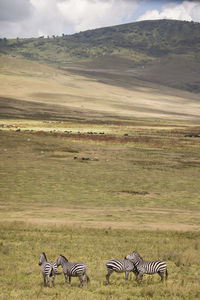 Bicycles on landscape