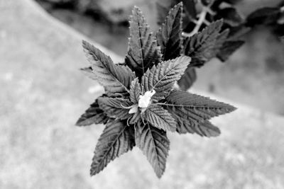 High angle view of flowering plant leaves