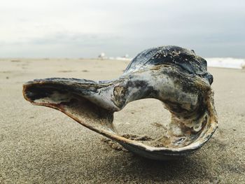 Close up of sea shore