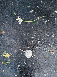 High angle view of flower on street