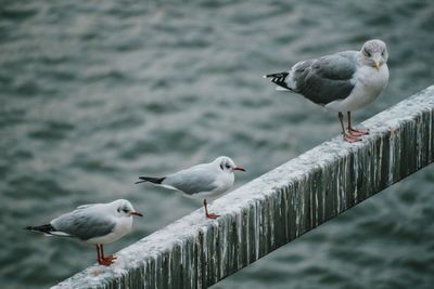 Seagulls perching on railing against water