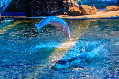 Low section of man swimming in pool