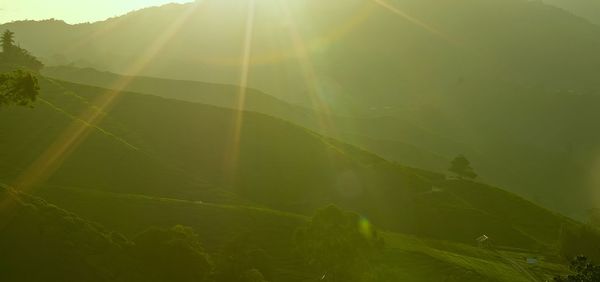 Sunlight streaming through plants on land