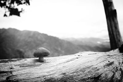 Close-up of wooden log on mountain