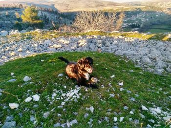 High angle view of dog on field during winter