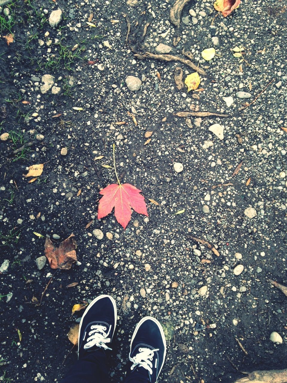 low section, person, shoe, personal perspective, standing, autumn, human foot, leaf, high angle view, footwear, lifestyles, unrecognizable person, leisure activity, change, street, season, men