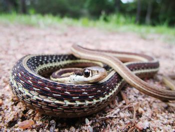 Close-up of snake on the ground