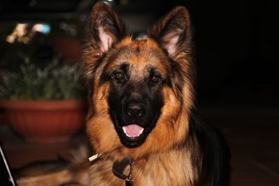 Close-up portrait of a dog