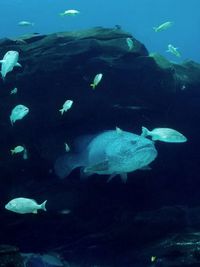 Fish swimming in sea