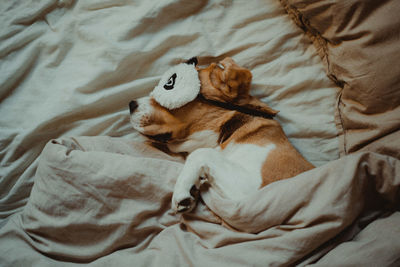 High angle view of dog lying on bed