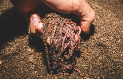 soil