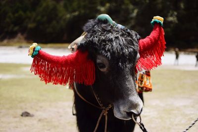 Close-up of a horse