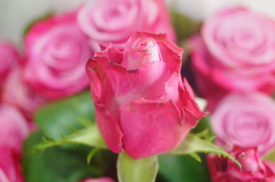 Close-up of pink roses