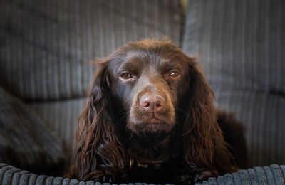 Portrait of cavalier king charles spaniel sitting on sofa at home