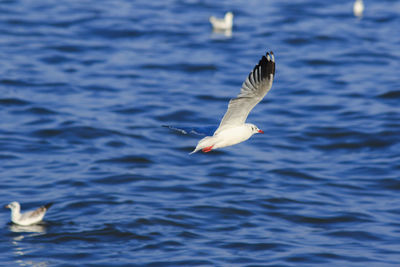 Seagull flying over sea