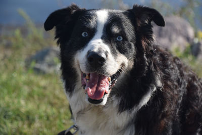 Beautiful blue eyed australian shepherd dog with a happy face.