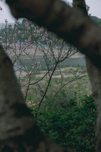 Close-up of trees growing on field