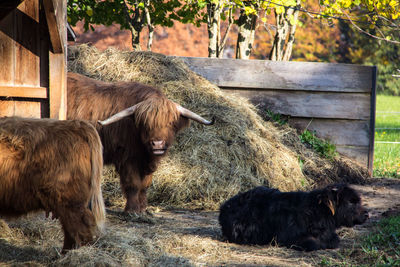 Cows on grass