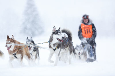 Siberian huskies racing together  in a sled dog race